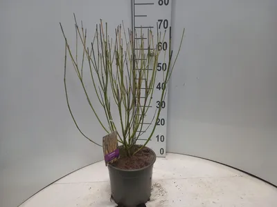 Zdjęcie produktu dla Cornus sericea 'Flaviramea' – dereń | 60–80 cm w doniczce