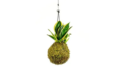 Obrázek produktu pro Gardners Kokedama Sansevieria Hahnii (M)