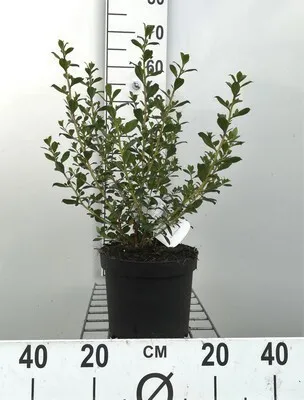 Obrázok produktu pre Escallonia hybr. 'C.f. Ball' - Andenstrauch 40- 50 cm Kontajner