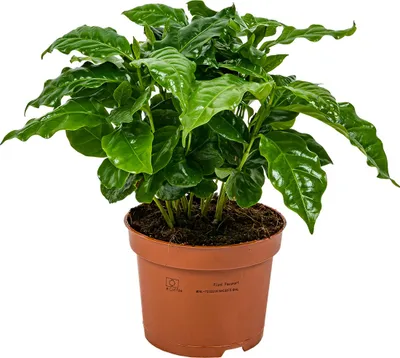 Image de Bloomique - Coffea Arabica - Caféier - Plante d’intérieur - Dépolluante - Hauteur 20-30 cm - Pot 12 cm