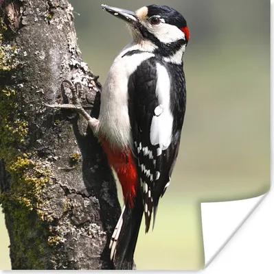 Produktbild von MuchoWow® Poster Ein Buntspecht auf einem Baumstamm 75x75 cm - Wand Dekoration