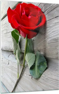 Produktbild von Bilder auf glas - Einteilig - Blume Holz Pflanze - 50x70cm - Glasbilder - Wandbilder - Bilder - zum Aufhängen bereit - Wanddekoration aus Glas - Glas Bilder - Wandbild auf Glas - GPA50x70-0103