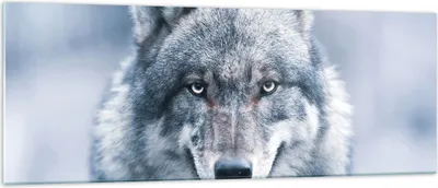 Produktbild von Bilder auf glas - Einteilig - Wolf Raubtier Wildheit - 140x50cm - Glasbilder - Wandbilder - Bilder - zum Aufhängen bereit - Wanddekoration aus Glas - Glas Bilder - Wandbild auf Glas - GAB140x50-5073