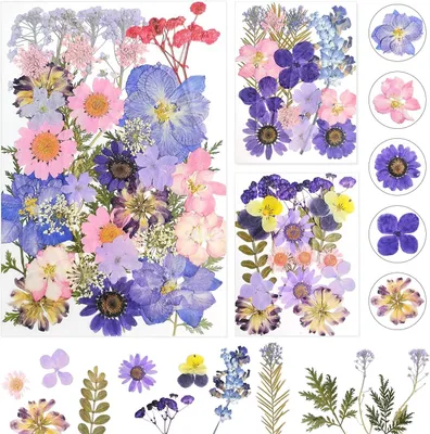Imagen del producto de Flores naturales secas, color lila, 50 unidades, para decoración