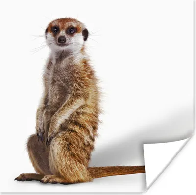 Produktbild von MuchoWow® Poster Erdmännchen - Tiere - Fell 100x100 cm - Babyzimmer