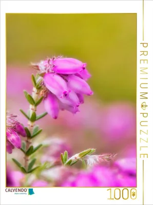 Produktbild von CALVENDO Puzzle Torfheide (Erica tetralix) | 1000 Teile Lege-Größe 64x48cm Foto-Puzzle für glückliche Stunden