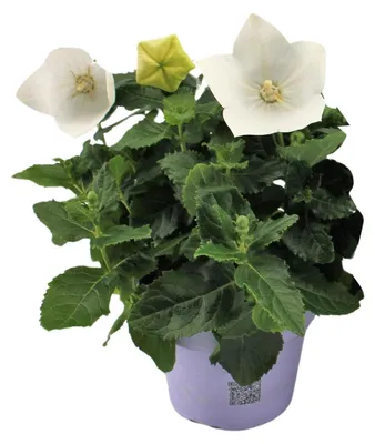 Image de Platycodon blanc - 22cm - Ø12cm - Plante de jardin