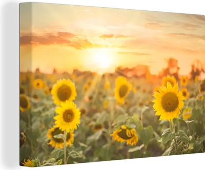 Obrázok produktu pre OneMillionCanvasses® - Obrazy na plátne - 140x90 cm, Slnečnica - Slnko - Kvety, Nástenná umelecká tlač Nástenná dekorácia - Fotografia na plátne - Maľba na drevenom ráme