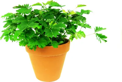 Obrázek produktu pro Gardners Mimosa Pudica, průměr 9 cm
