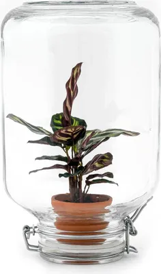 Zdjęcie produktu dla Ogród w sloiku Easyplant - terrarium z Calathea makoyana - zywa roslina