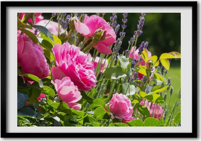 Produktbild von Bild - Bilderrahmen - 100 cm x 70 cm - MDF - Rahmen - Foto - Wandkunst Wilde Rose