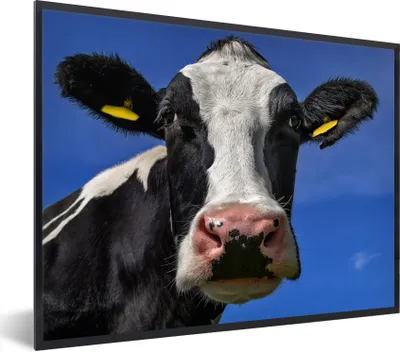 Produktbild von MuchoWow® Gerahmtes Poster Kuh - Blau - Tiere 80x60 cm - Poster mit Schwarzem Bilderrahmen Wandposter Rahmen Foto Bilder - Schwarzem - Mit Gestell