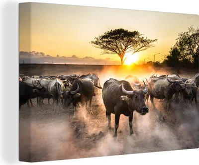 Produktbild von OneMillionCanvasses® - Leinwandbilder - 140x90 cm, Eine große Gruppe von Stieren bei Sonnenuntergang, Wandbilder Kunstdruck Wanddekoration