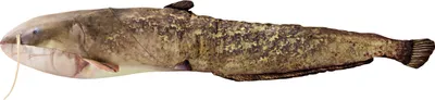 A studio shot of a catfish on a white background.