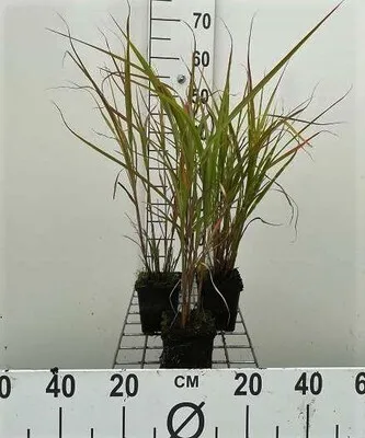 Produktbild von 6 x Miscanthus sin. 'Zebrinus' - Chinaschilf - Topf 9 x 9 cm