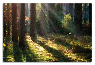 Produktbild von Wallario Frühstücksbrettchen aus Glas 20 x 30 cm mit rutschfesten Füßen, Motiv Sonnenstrahlen im Herbstwald