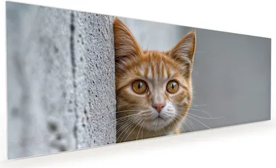 Produktbild von Küchenrückwand Spritzschutz Glas mit Motiv Neugierige Katze 40 x 40 cm