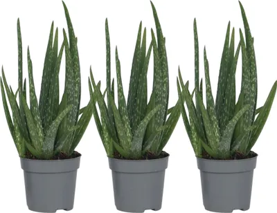 Produktbild von Aloe Vera - 3 Stk - Aloe barbadensis - Höhe 25-40cm - ⌀11cm