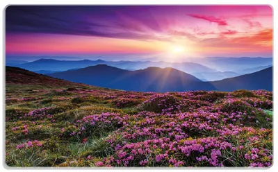 Produktbild von Wallario Frühstücksbrettchen aus Glas, je 14 x 23 cm, mit rutschfesten Füßen, Motiv Blumenbedeckte Wiese bei Sonnenuntergang