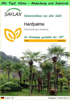 Produktbild von SAFLAX Garden to go - Hanfpalme - Chamaerops excelsa - 10 Samen - Mit Topf, Klima - Deckel und Anzuchtsubstrat