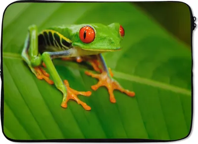 Produktbild von MuchoWow® Laptop Hülle 14 ZollFrosch - Blatt - Grün Laptoptasche - Laptoptasche - Stoßsicher - Schutzhaube