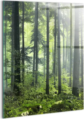 Produktbild von Designer Glasbild - Wandbild - Glas Bild - 60x80 cm - Landschaft Aus Bäumen Und Waldvegetation