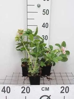 Produktbild von 6 x  Helleborus or. 'Pretty Ellen Pink'' - Lenzrose - Topf 9 x 9 cm