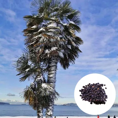 Obrázek produktu pro Semena palmy - balení 1000 ks - Mrazuvzdorná - Trachycarpus Fortunei - Drsnoplod (Trachykarpus) Fortuneův