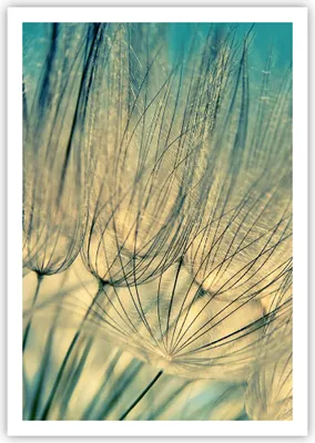 Produktbild von Poster - Poster ohne Rahmen - Löwenzahn Makro Löwenzahn - 70x100 cm - Wand Bild - Wanddeko - Wandbilder - Kunstposter - Wandposter - Bilder - Kunstdruck - Wanddekoration - Wandbild - P2XPA70x100-4846