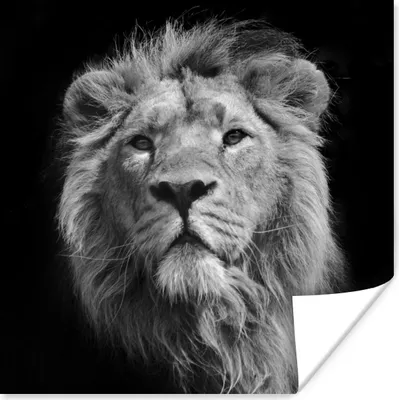 Produktbild von MuchoWow® Poster Löwe - Tier - Schwarz - Weiß 50x50 cm - Wohnzimmerdekoration