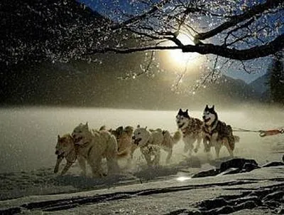 Immagine prodotto di Huskys - 500 Teile (Puzzle)