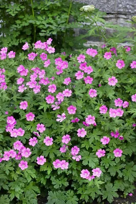 Produktbild von Geranium sanguineum 'Elke', Storchschnabel, rosa, ca. 9x9 cm Topf