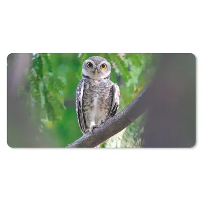 Produktbild von MuchoWow® Mauspad Mousepad Eule auf Ast sitzend 60x30 cm - Mousepads - Maus Mat - Pad - Mausunterlage - Nachhaltig