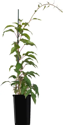 A potted plant with green leaves and a brown stem, supported by a stake, against a white background.