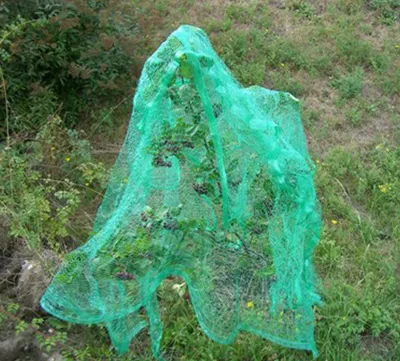 Produktbild von Vogel Laub Erdbeer Schutznetz grün 10x2m Schutz vom Gartenteich Pflanzen
