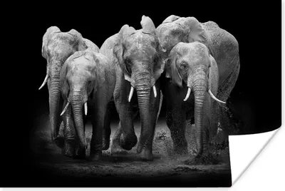 Produktbild von MuchoWow® Poster Elefant - Schwarz - Weiß - Tiere 120x80 cm - Bilder