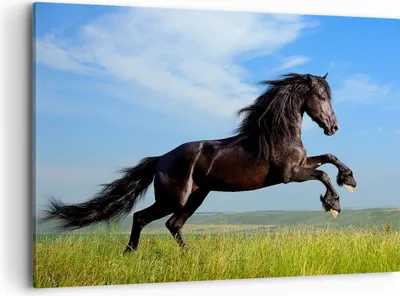Produktbild von Bild auf Leinwand - Leinwandbild - Schwarzes Pferd Pferd Galopp - 100x70cm - Wand Bild - Wanddeko - Leinwanddruck - Bilder - Kunstdruck - Wanddekoration - Leinwand bilder - Wandkunst - AA100x70-0495