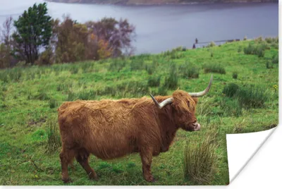 Produktbild von MuchoWow® Poster Schottische Highlander - Gras - Wasser - Tiere 120x80 cm - Bilder