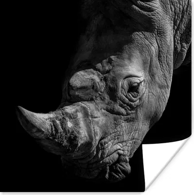 Produktbild von MuchoWow® Poster Rhinozeros - Tier - Schwarz - Weiß 50x50 cm - Wohnzimmerdekoration