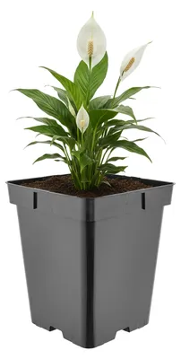 Produktbild von Garronda Hoher quadratischer Kunststoff-Blumentopf mit Drainagelöchern für Garten, Schwarz, 18 x 18 x 21,5 cm, 5 L GD-KW-HS