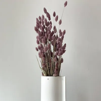 Imagen del producto de fácil cuidado decorativa interior oficina set Sonstige Wasserspielzeuge planta