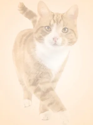 Produktbild von Motivpapier Briefpapier (Tier-5077, DIN A4 100 Blatt) Katze Kater Stubentiger