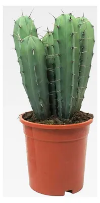 Produktbild von Heidelbeerkaktus - Myrtillocactus geometrizans - Säulenkaktus - 17cm Topf