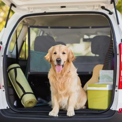Produktbild von Relaxdays Auto Trennnetz für Hunde, Autonetz universal, Vordersitze, Rückbank & Kofferraum, mit Spanngummis, PP, schwarz