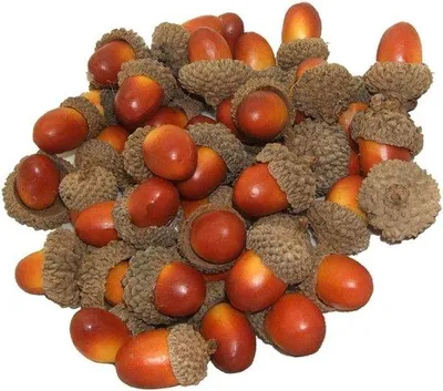 Image de Décoration d'automne : glands artificiels sur tige - Décoration de table pour le salon - Accessoire de table en bois - 50 pièces (marron)