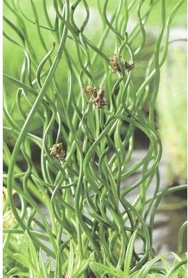 Obrázok produktu pre Sítina rozložitá FloraSelf Juncus effuses 'Spiralis' kvetináč Ø 9 cm