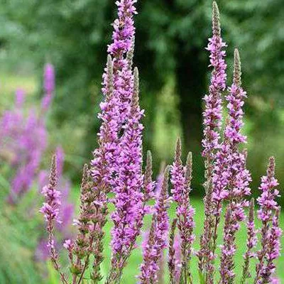 Immagine prodotto di 6 x Sanguinello - Lythrum salicaria | vaso 9cm x 9cm