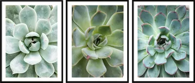 Obrázek produktu pro OBRAZOVÝ PLAKÁT V RÁMU 53x73cm Triptych se 3 obrazy Listy Květy P2007