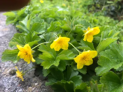Image de 12 x Waldsteinia ternata - Fraisier doré en pot 9 x 9 cm