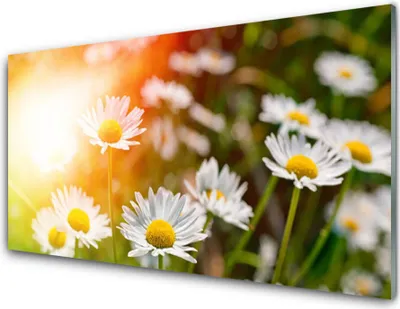 Produktbild von Acrylglasbilder 100x50 Wandbild Druck Gänseblümchen Pflanzen
